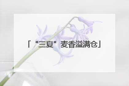 “三夏”麦香溢满仓
