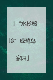 “水杉秘境”成鹭鸟家园