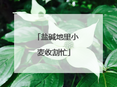 盐碱地里小麦收割忙