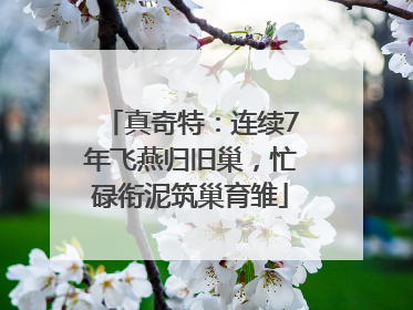 真奇特：连续7年飞燕归旧巢，忙碌衔泥筑巢育雏
