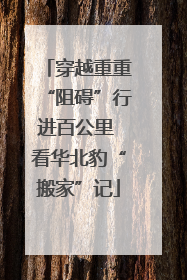 穿越重重“阻碍”行进百公里 看华北豹“搬家”记