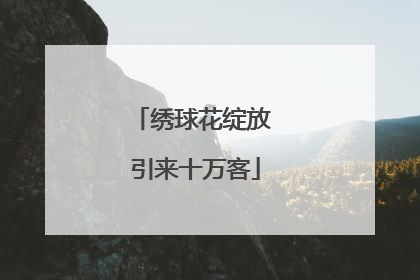 绣球花绽放 引来十万客