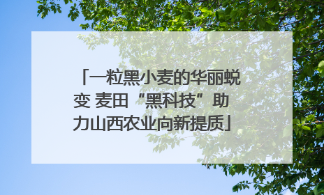 一粒黑小麦的华丽蜕变 麦田“黑科技”助力山西农业向新提质