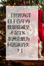 世界海洋日丨百年内数量锐减至不足1% 非洲企鹅为何迅速消失？