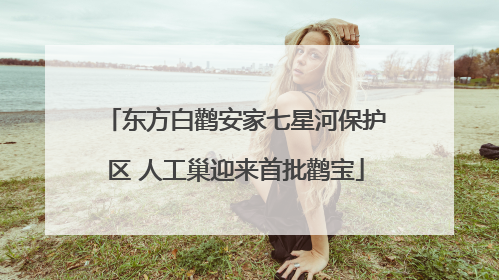 东方白鹳安家七星河保护区 人工巢迎来首批鹳宝