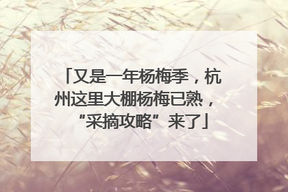 又是一年杨梅季，杭州这里大棚杨梅已熟，“采摘攻略”来了