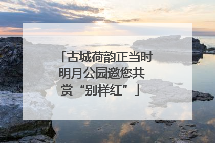 古城荷韵正当时 明月公园邀您共赏“别样红”