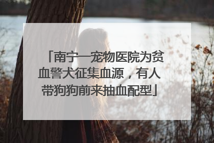南宁一宠物医院为贫血警犬征集血源，有人带狗狗前来抽血配型