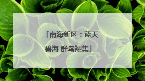 南海新区：蓝天碧海 群鸟翔集