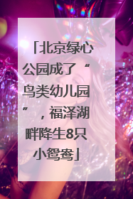 北京绿心公园成了“鸟类幼儿园”，福泽湖畔降生8只小鸳鸯