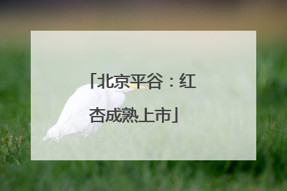 北京平谷：红杏成熟上市