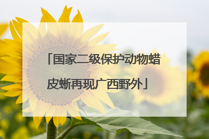 国家二级保护动物蜡皮蜥再现广西野外