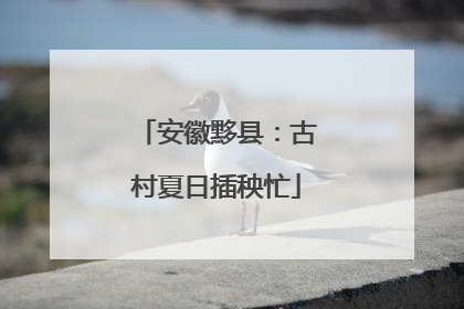 安徽黟县：古村夏日插秧忙