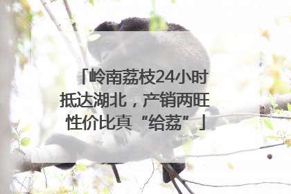 岭南荔枝24小时抵达湖北，产销两旺性价比真“给荔”
