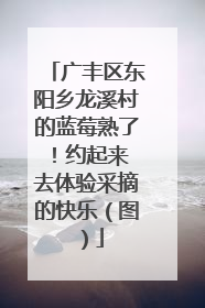 广丰区东阳乡龙溪村的蓝莓熟了！约起来 去体验采摘的快乐（图）