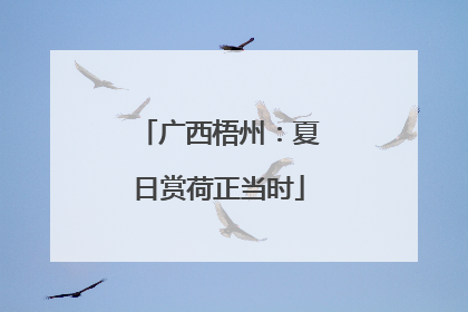 广西梧州：夏日赏荷正当时