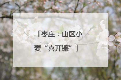 枣庄：山区小麦“喜开镰”