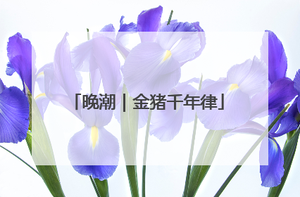 晚潮｜金猪千年律