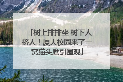 树上排排坐 树下人挤人！厦大校园来了一窝猫头鹰引围观