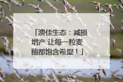 澳佳生态：减损增产 让每一粒麦穗都饱含希望！