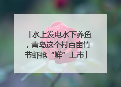 水上发电水下养鱼，青岛这个村百亩竹节虾抢“鲜”上市