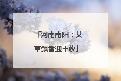 河南南阳：艾草飘香迎丰收