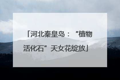 河北秦皇岛：“植物活化石”天女花绽放