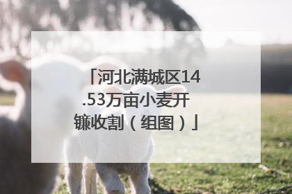 河北满城区14.53万亩小麦开镰收割（组图）