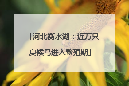 河北衡水湖：近万只夏候鸟进入繁殖期