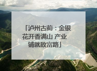 泸州古蔺：金银花开香满山 产业铺就致富路