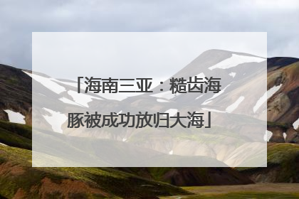 海南三亚：糙齿海豚被成功放归大海