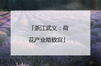 浙江武义：荷花产业助致富