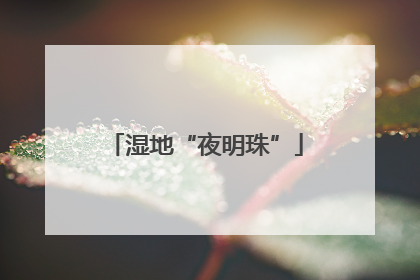 湿地“夜明珠”