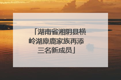 湖南省湘阴县横岭湖麋鹿家族再添三名新成员