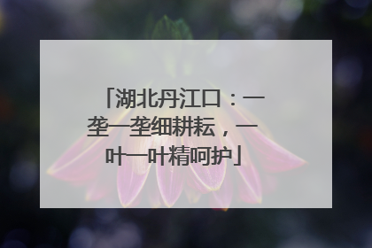 湖北丹江口：一垄一垄细耕耘，一叶一叶精呵护