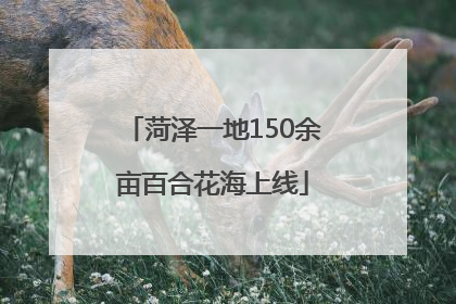 菏泽一地150余亩百合花海上线