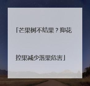 芒果树不结果？抑花控果减少落果危害