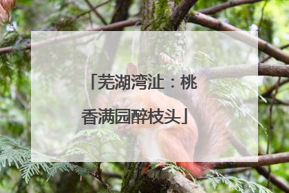 芜湖湾沚：桃香满园醉枝头