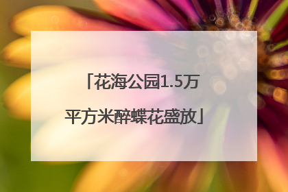 花海公园1.5万平方米醉蝶花盛放