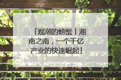 观潮的螃蟹丨湘南之南，一个千亿产业的快速崛起