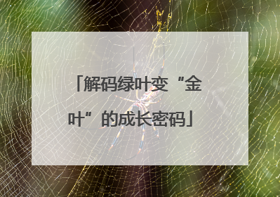 解码绿叶变“金叶”的成长密码