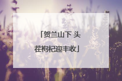 贺兰山下 头茬枸杞迎丰收