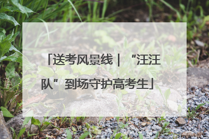 送考风景线｜“汪汪队”到场守护高考生