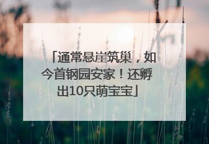 通常悬崖筑巢，如今首钢园安家！还孵出10只萌宝宝