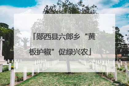 郧西县六郎乡“黄板护椒”促绿兴农