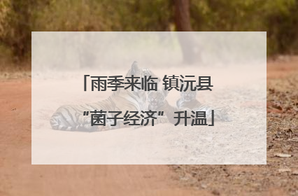 雨季来临 镇沅县“菌子经济”升温