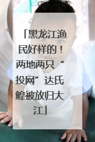 黑龙江渔民好样的！两地两只“投网”达氏鳇被放归大江