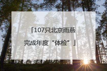 107只北京雨燕完成年度“体检”